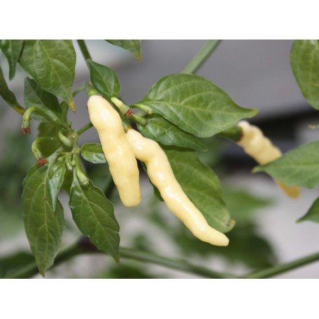 Price: €2.5 - Aribibi Gusano Πιπεριές - τσίλι Σπόροι - Seeds Gallery