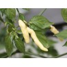 Price: €2.5 - Semi Di Peperoncino Aribibi Gusano - Seeds Gallery
