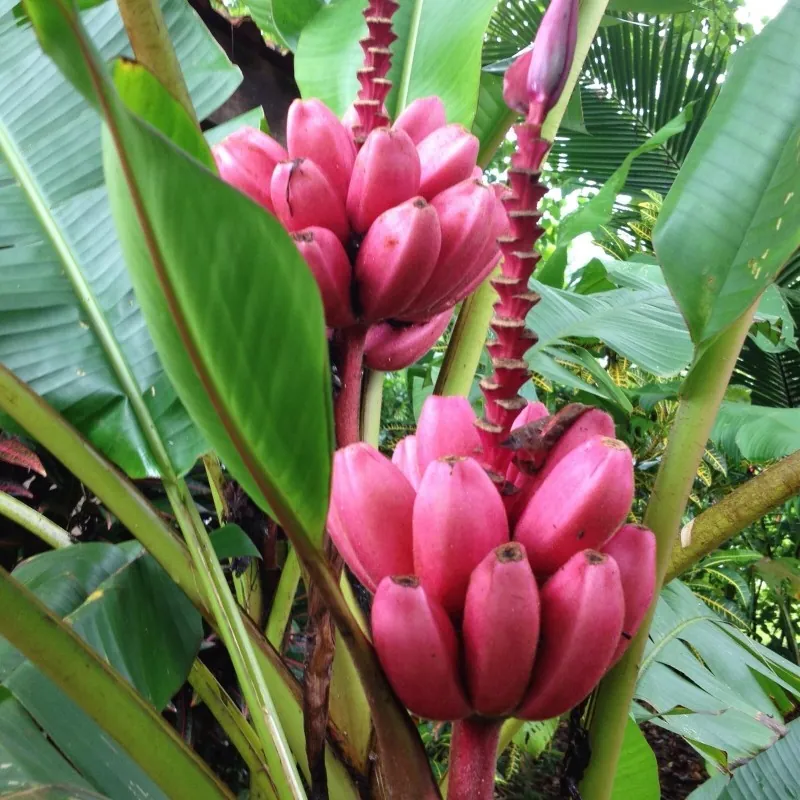 Banane Musa Ornata Saatgut
