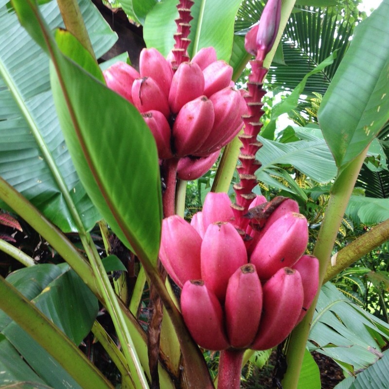 Σπόροι ροζ μπανάνα (Banana Musa Ornata)