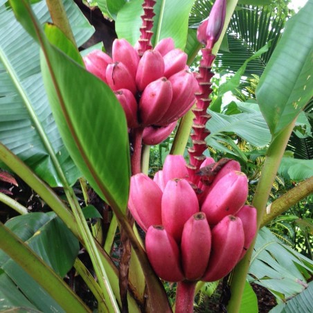 Price: €2.75 - Sementes de Bananeira-ornamental (Musa ornata) -