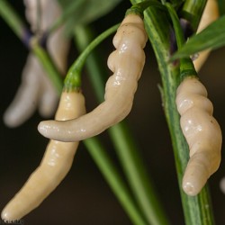 Price: €2.5 - Aribibi Gusano Πιπεριές - τσίλι Σπόροι - Seeds Gallery