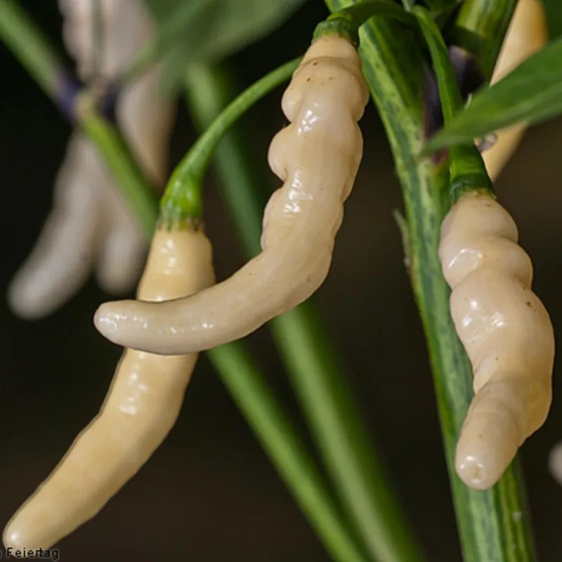 Semillas De Chile Aribibi Guisana