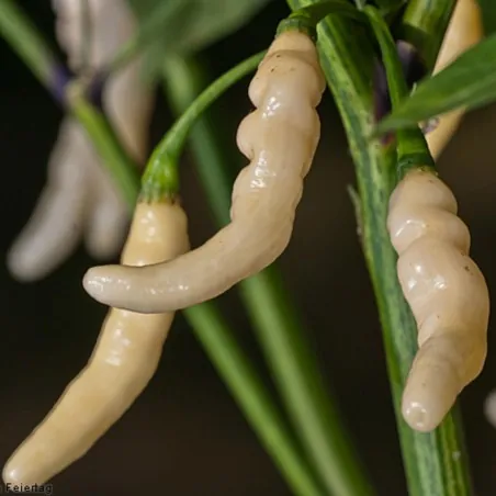 Graines de Piments Aribibi Gusano
