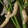 Semi Di Peperoncino Aribibi Gusano