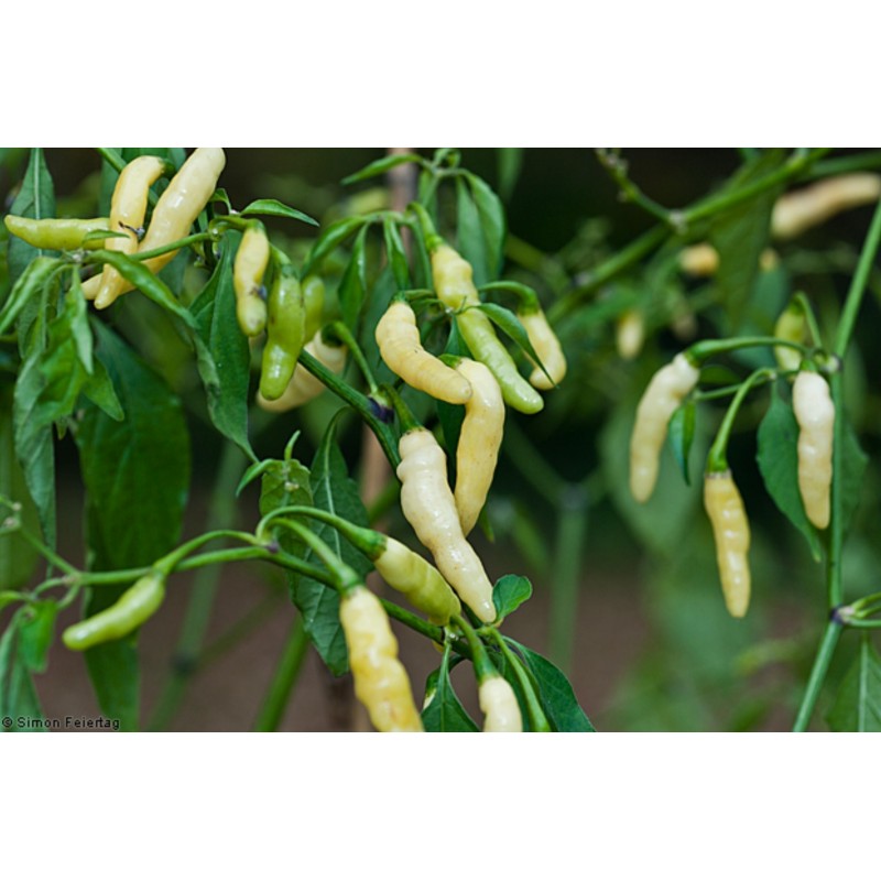 Price: €2.5 - Graines de Piments Aribibi Gusano - Seeds Gallery