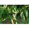Price: €2.5 - Semi Di Peperoncino Aribibi Gusano - Seeds Gallery