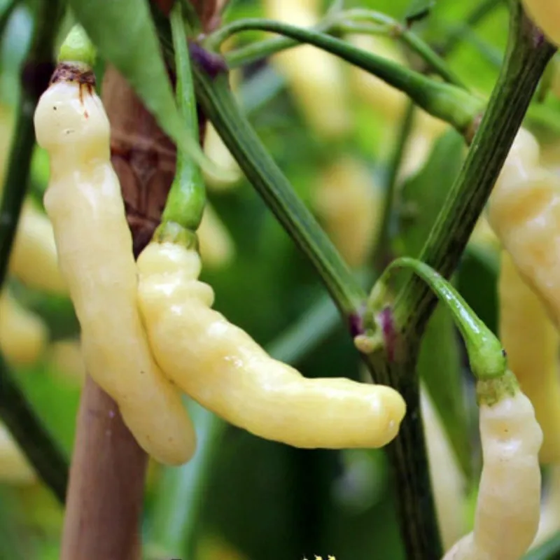 Aribibi Gusano Chili Seme
