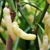 Aribibi Gusano Chili Seme