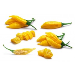 Price: €1.5 - Lemon Drop Chili Frön (Capsicum baccatum) - Seeds Gallery