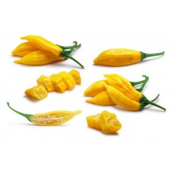 Sementes de Pimenta Lemon Drop (Capsicum baccatum) 1.5 - 1