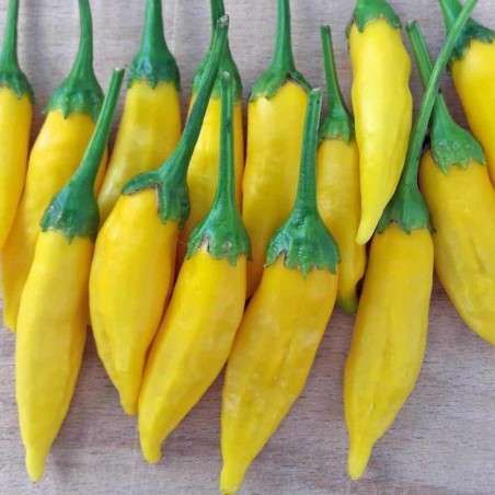 Price: €1.5 - Σπόροι πιπεριά Τσίλι Lemon Drop (Capsicum baccatum) - Seeds Gallery