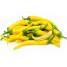 Price: €1.95 - Chilipepparfrön Golden Cayenne - Seeds Gallery