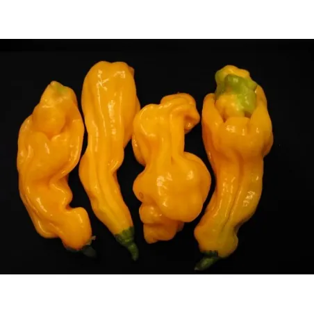 Graines de Piment Goronong