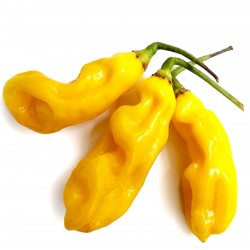 Price: €2.5 - Σπόροι Τσίλι Habanero Goronong - Seeds Gallery