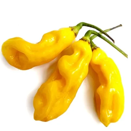 Graines de Piment Goronong