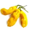 Semillas de Pimiento Habanero Goronong
