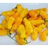 Sementes Da Pimenta - Goronong