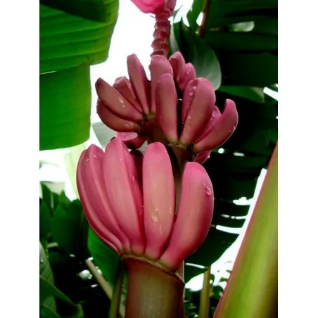 Banane Musa Ornata Saatgut