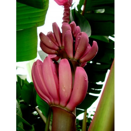 Price: €2.75 - Sementes de Bananeira-ornamental (Musa ornata) -