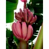 Price: €2.75 - Sementes de Bananeira-ornamental (Musa ornata) - 