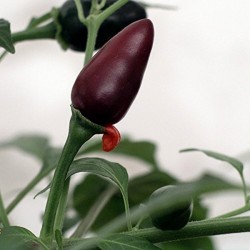 Price: €1.3 - Semillas de Pimiento Orozco - Seeds Gallery