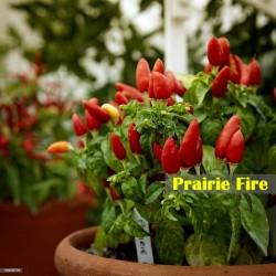 Prairie Fire Chilli Seeds 1.5 - 4
