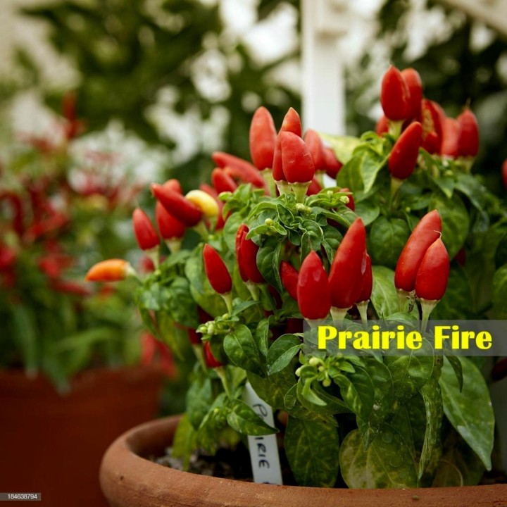 Prairie Fire Chilli Seeds - 175.934363