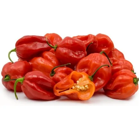Graines de Piment Scotch Bonnet rouge