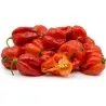 Scotch Bonnet Red Chili Seeds