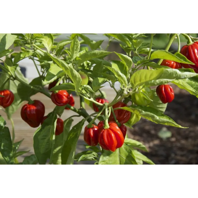 Graines de Piment Scotch Bonnet rouge