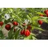 Graines de Piment Scotch Bonnet rouge