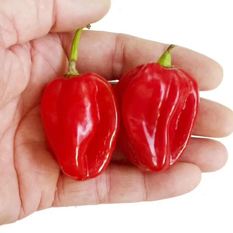 Graines de Piment Scotch Bonnet rouge
