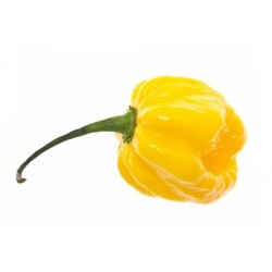 Price: €2 - Semillas de Pimiento Yellow Scotch Bonnet - 