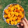 Price: €2 - Σπόροι Τσίλι Scotch Bonnet Yellow - 
