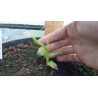 Price: €2.75 - Sementes de Bananeira-ornamental (Musa ornata) - 