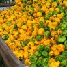 Price: €2 - Scotch Bonnet Yellow Frön - 