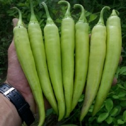 Graines de Piment NISKA SIPKA Serbe Variété 2.25 - 3