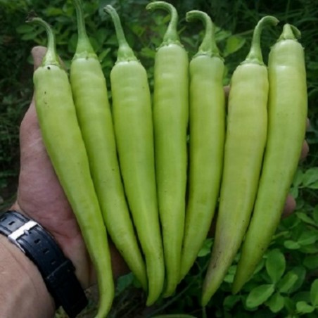 Price: €2.25 - Σπόροι καυτερή πιπεριά NISKA SIPKA της Σερβίας Ποικιλία - Seeds Gallery