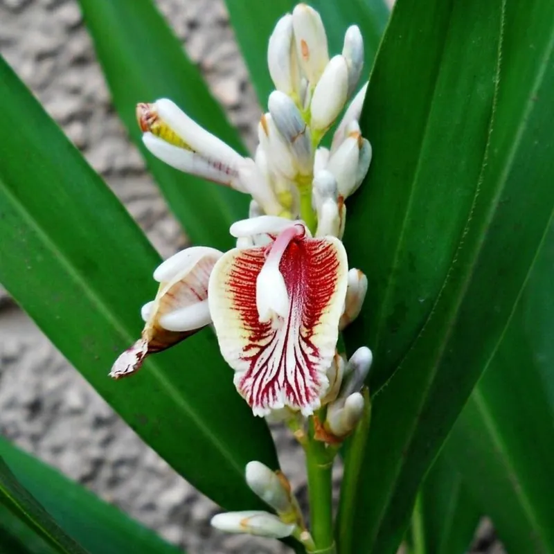 Blue Ginger Or Thai Ginger Seeds (Alpinia galanga)