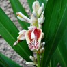 Thai-Ingwer, großer Galgant Samen (Alpinia galanga) | 1,95 €