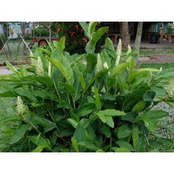 Thai Ingefära Frö (Alpinia galangal) 1.95 - 4