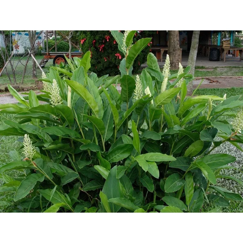 Blue Ginger Or Thai Ginger Seeds (Alpinia galanga)