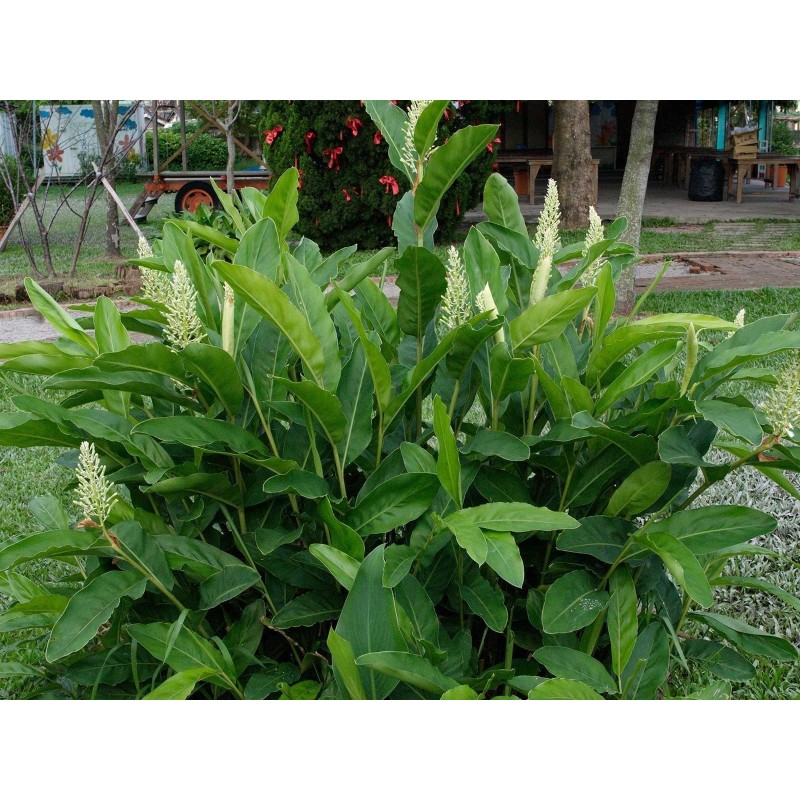 Thai-Ingwer, großer Galgant Samen (Alpinia galanga) | 1,95 €
