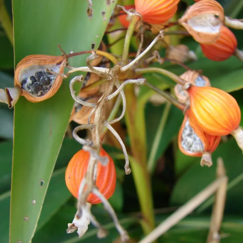 Blue Ginger Or Thai Ginger Seeds (Alpinia galanga)