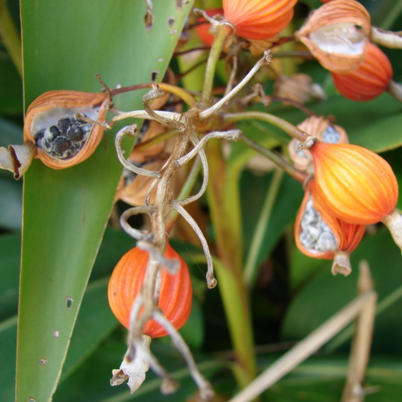 Thai-Ingwer, großer Galgant Samen (Alpinia galanga) | 1,95 €