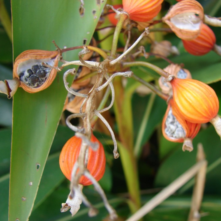 Blue Ginger Or Thai Ginger Seeds (Alpinia galanga) - 1.755