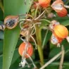 Blue Ginger Or Thai Ginger Seeds (Alpinia galanga)