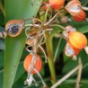 Thai-Ingwer, großer Galgant Samen (Alpinia galanga) | 1,95 €