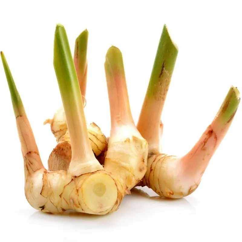 Blue Ginger Or Thai Ginger Seeds (Alpinia galanga)